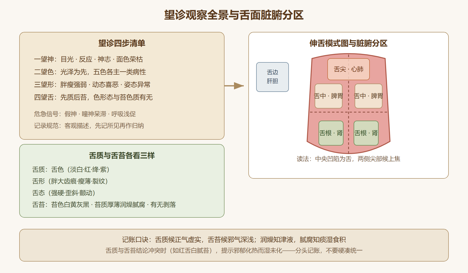舌面分区与望诊观察全景