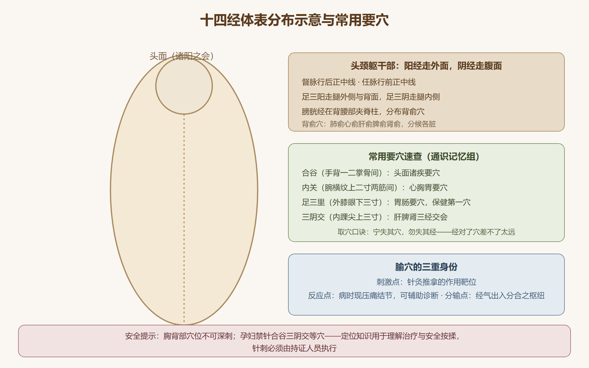 十四经分布与常用要穴速查