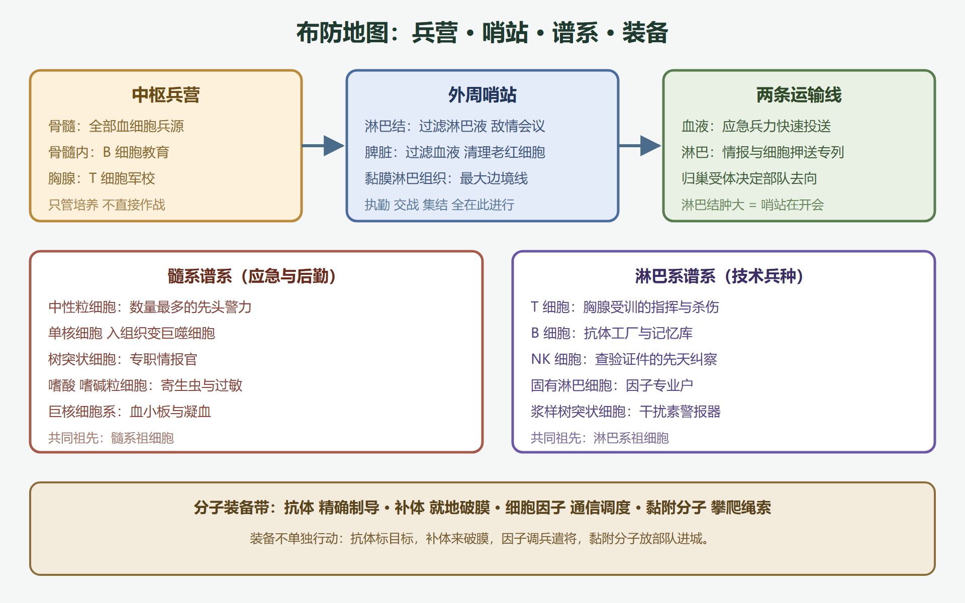 图 1-2:人体布防地图——器官、谱系与装备