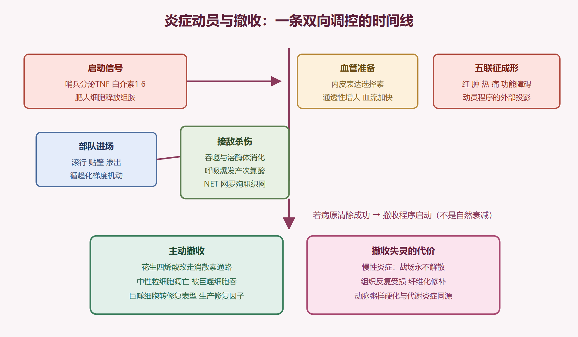 图 2-2：炎症动员的完整时间线——从招募到主动撤收