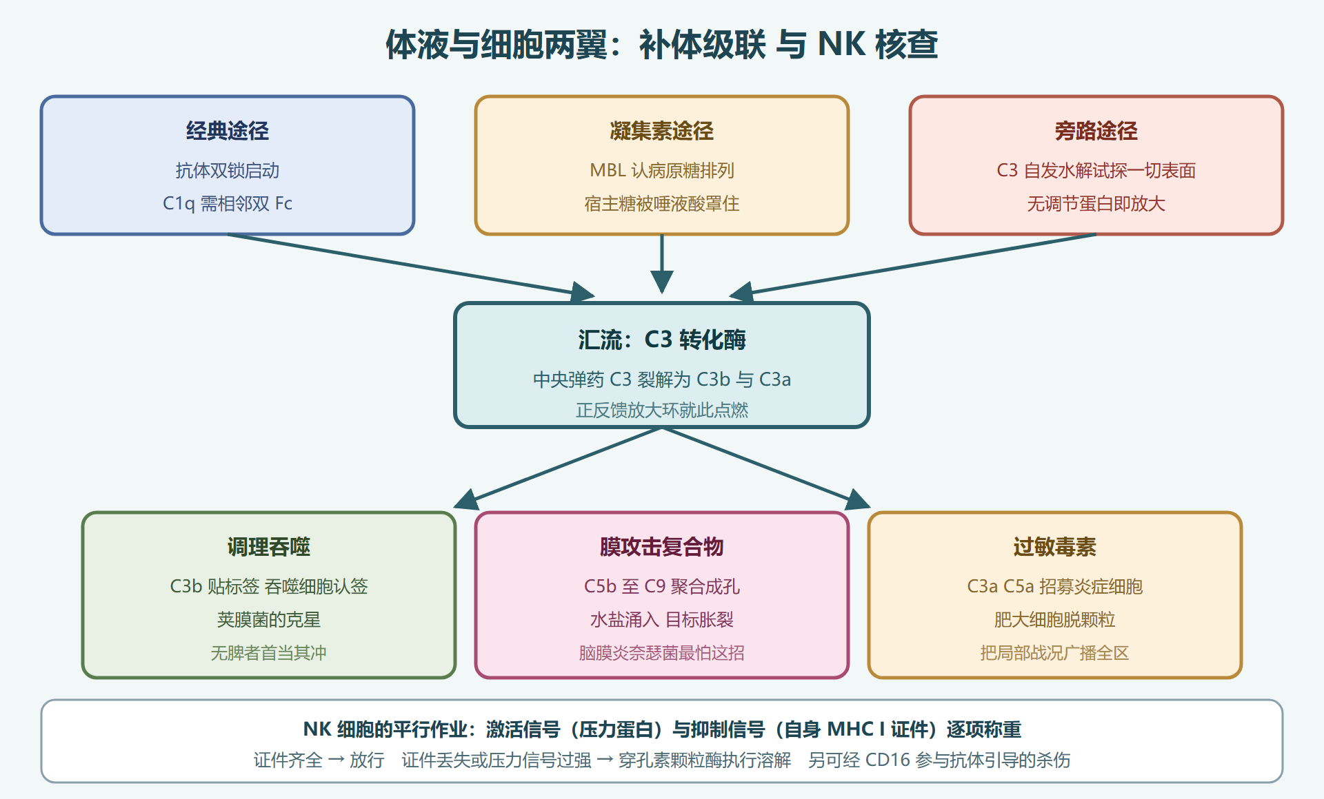 图 2-3：补体三途径汇流 与 NK 细胞身份证核查
