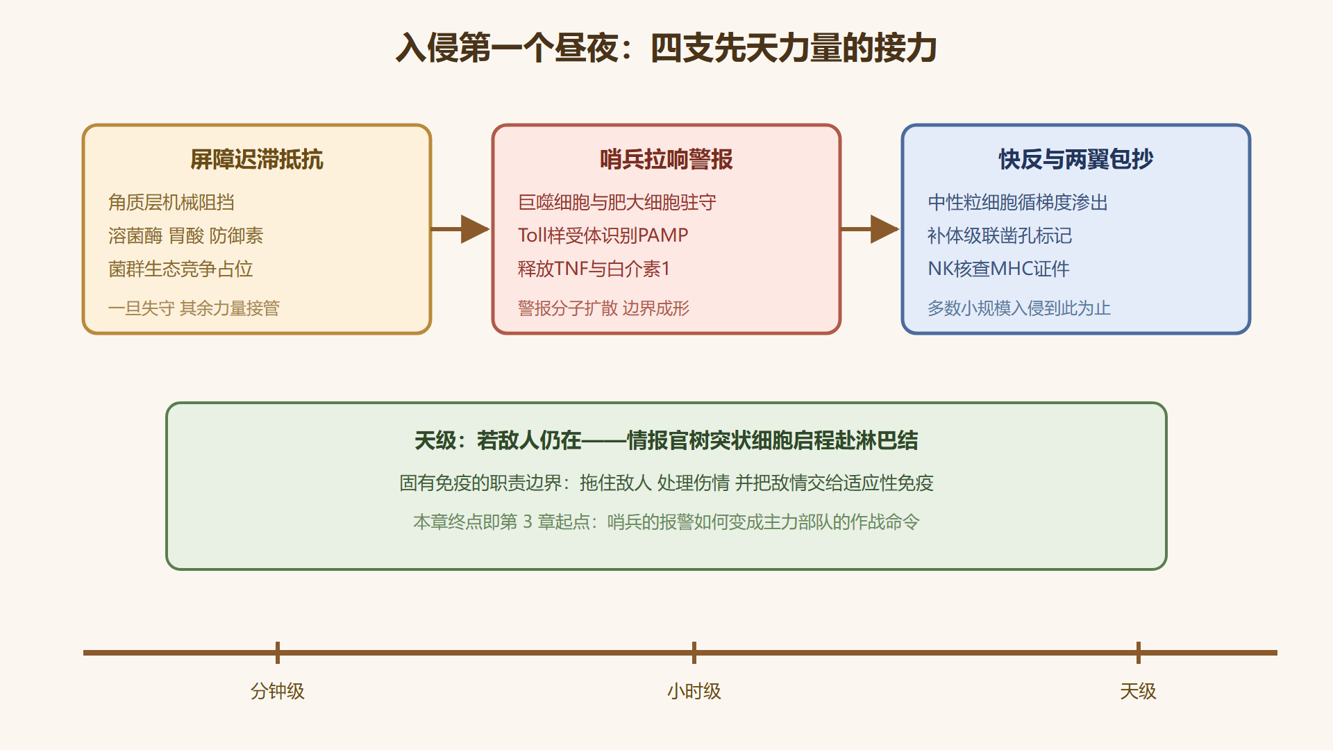 图 2-0：入侵头一个昼夜——固有免疫的接力时间轴