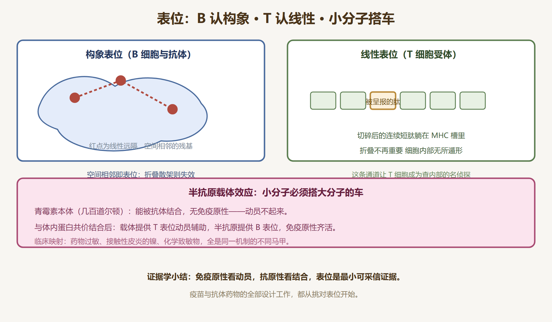 图 3-1：表位的两类面孔与半抗原载体效应