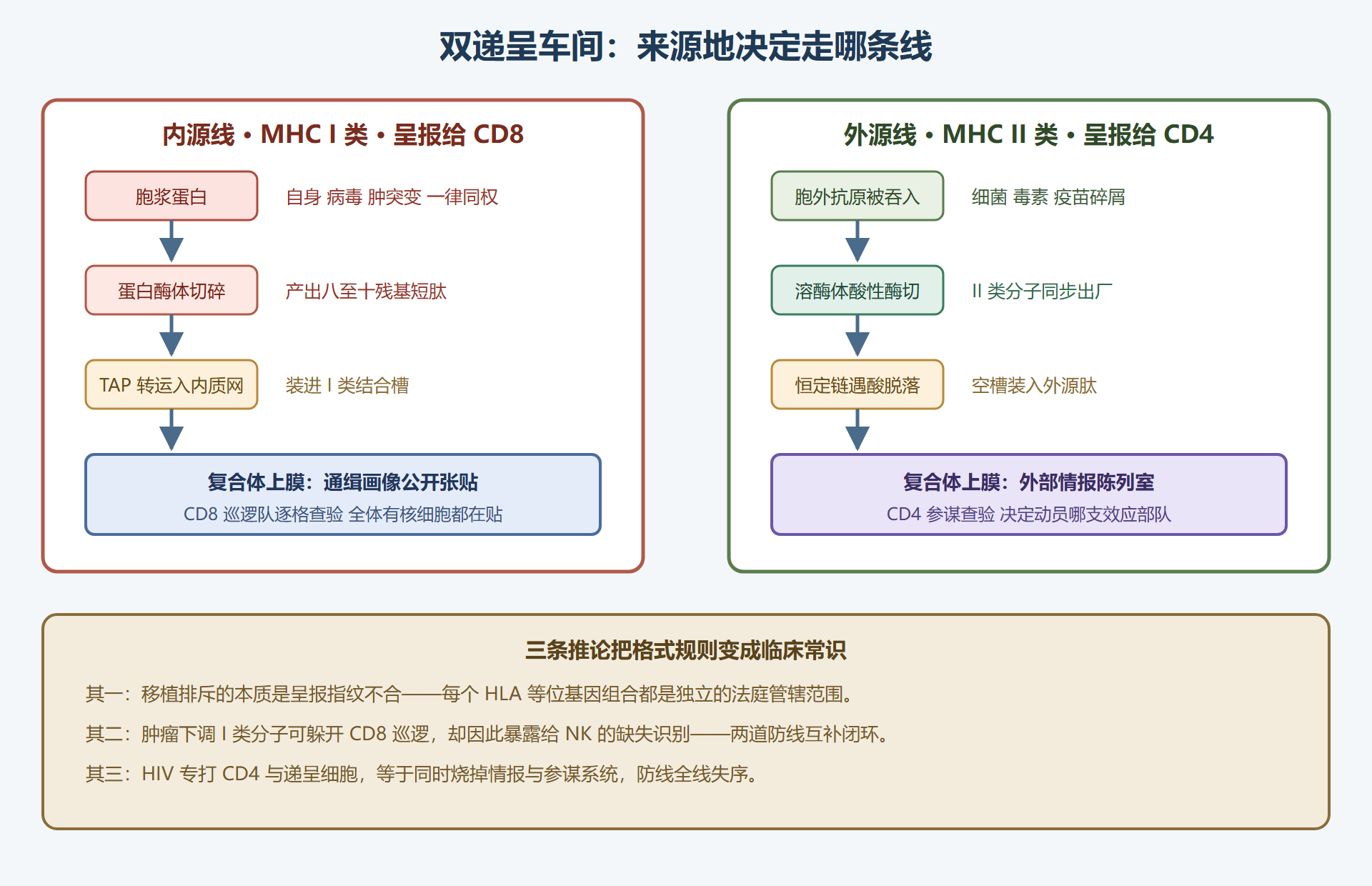 图 3-2:双递呈途径——内源线与外源线的车间对照