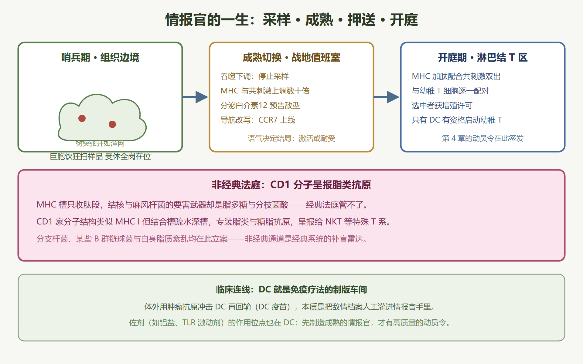 图 3-3：树突状细胞的双面人生与CD1特别法庭