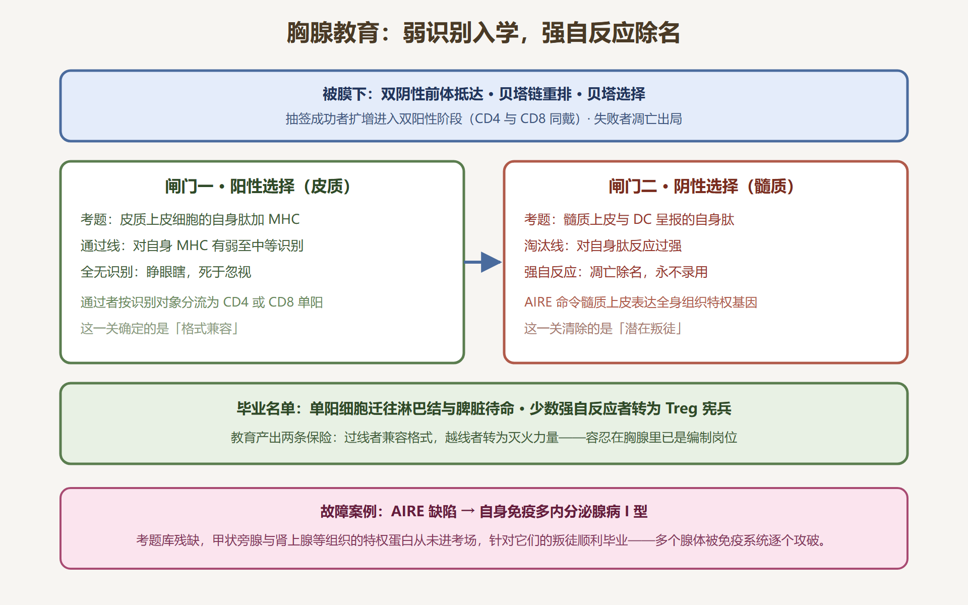 图 4-1：胸腺军校的两道闸门