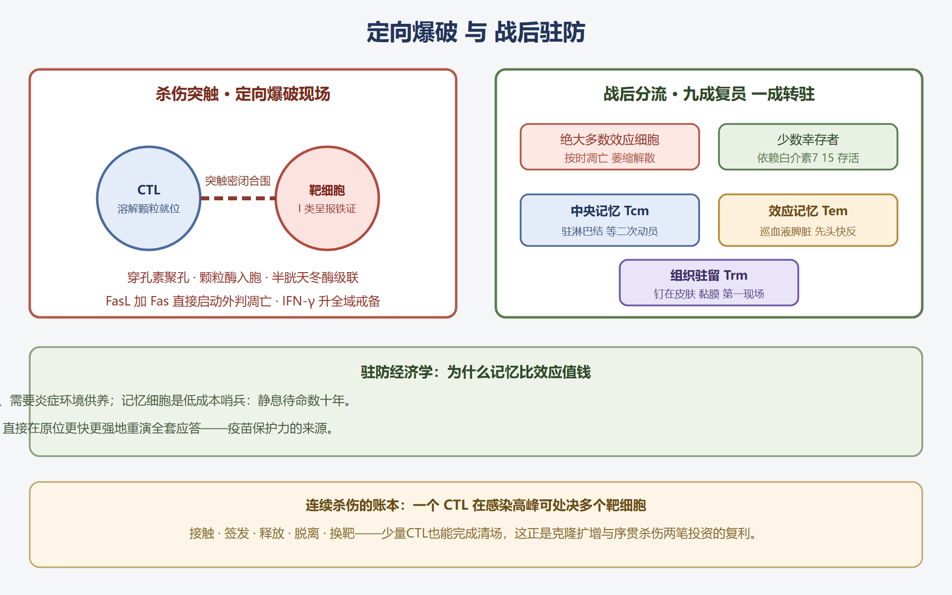 图 4-3：CTL 杀伤突触与记忆三型驻防图