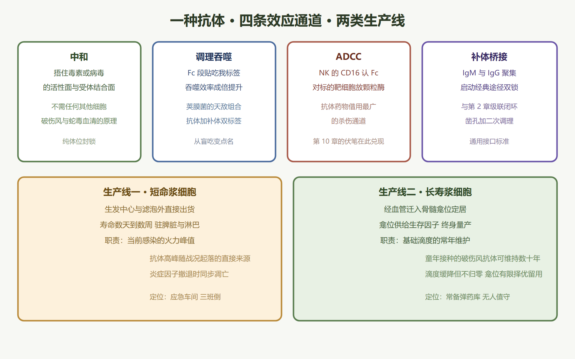 图 5-3:抗体的四条效应通道与两类生产线
