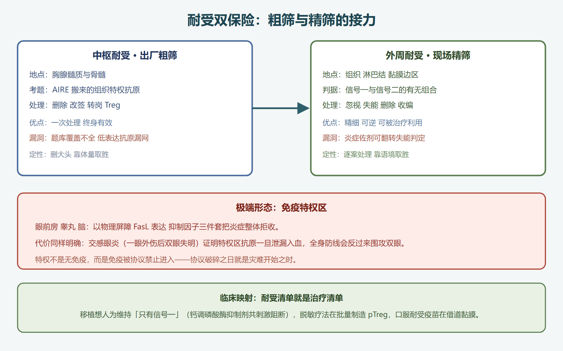 图 6-1:耐受双保险——中枢粗筛与外周精筛的分工