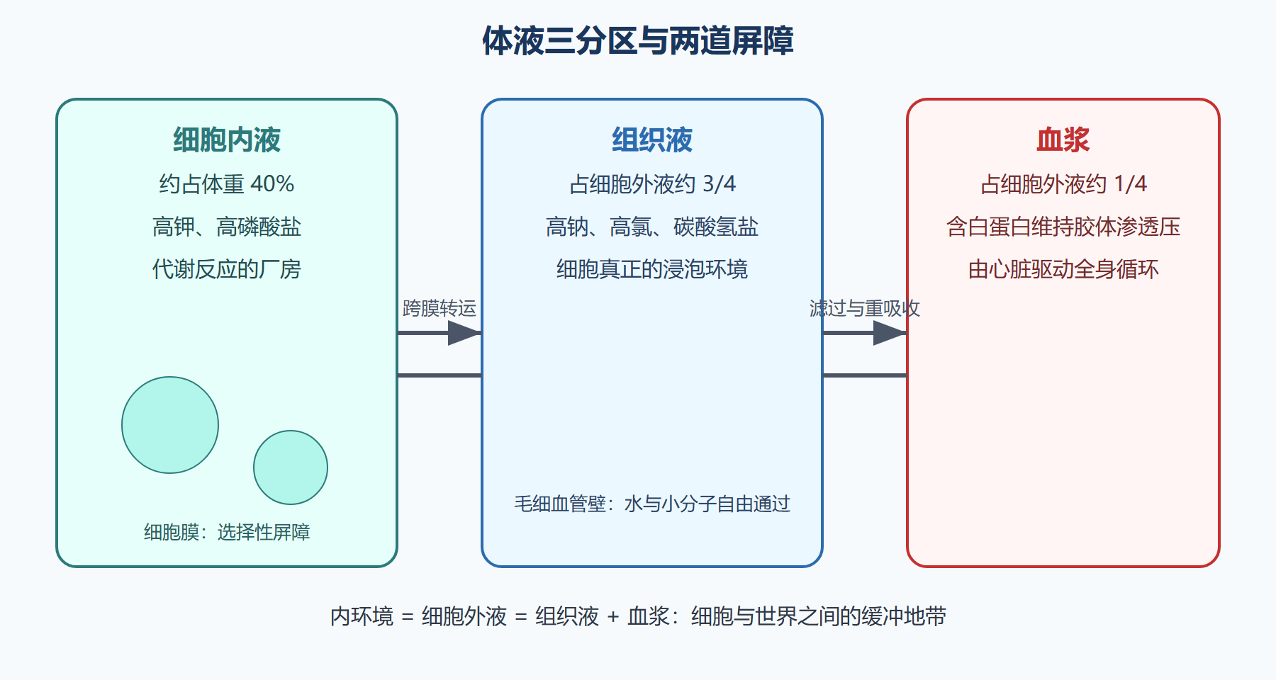 先看一组解剖事实