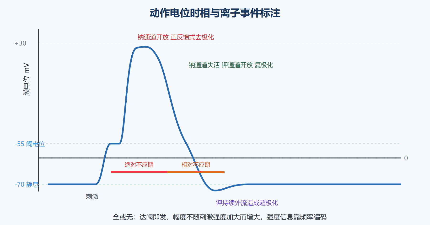 动作电位：一次标准的电压脉冲