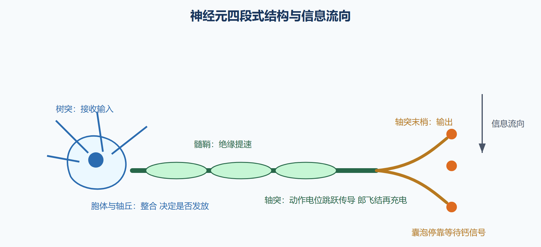 神经元：四段一体的收发装置