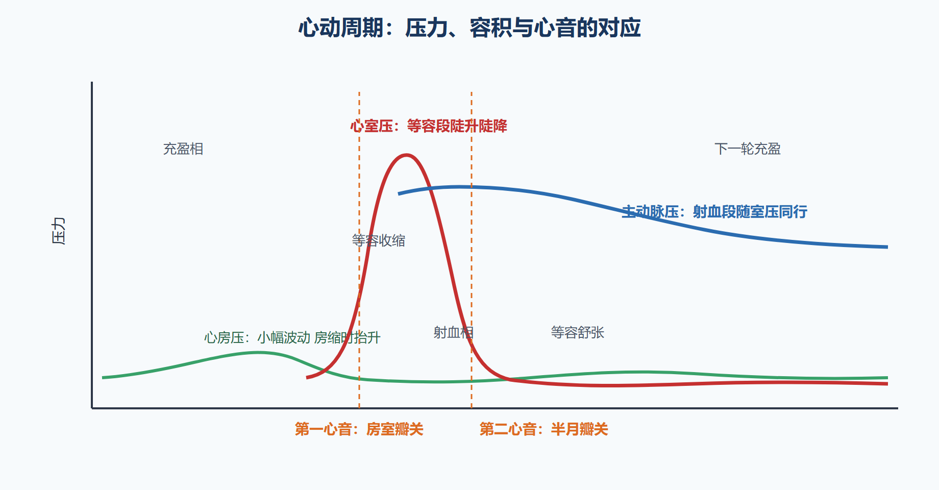 心动周期:四个时相的永动节拍