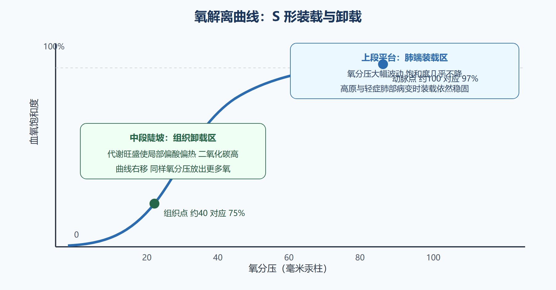 氧解离曲线：S 形的装卸艺术