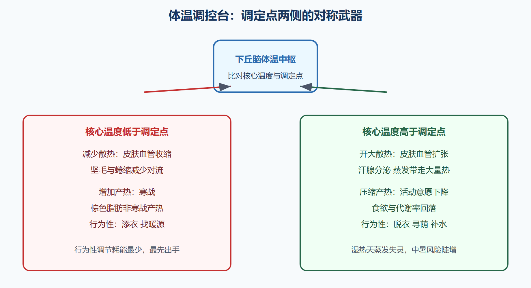 体温调控：核心恒定、外壳随缘