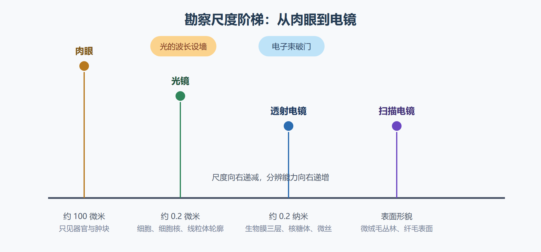 图：从肉眼到电镜的勘察尺度