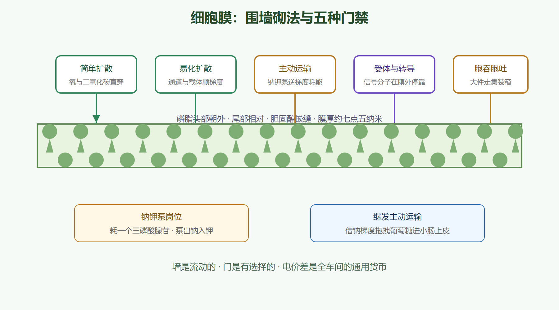 图:细胞膜的物流门禁总图
