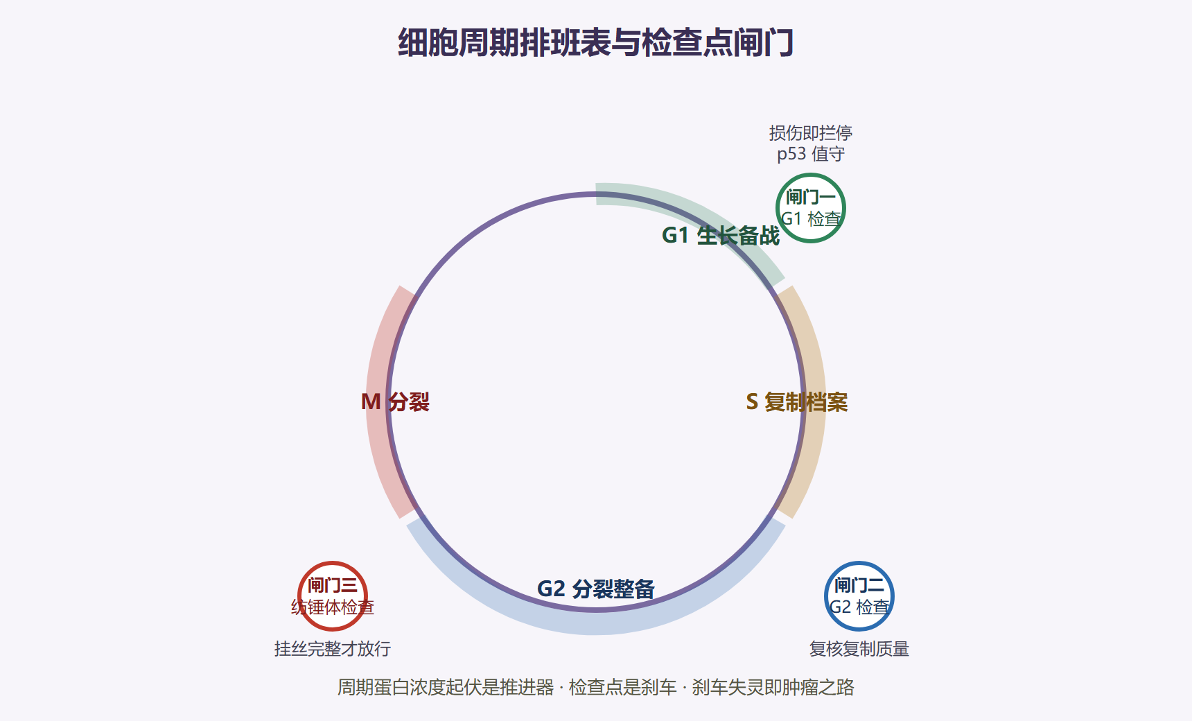 图:细胞周期检查点环形排班图