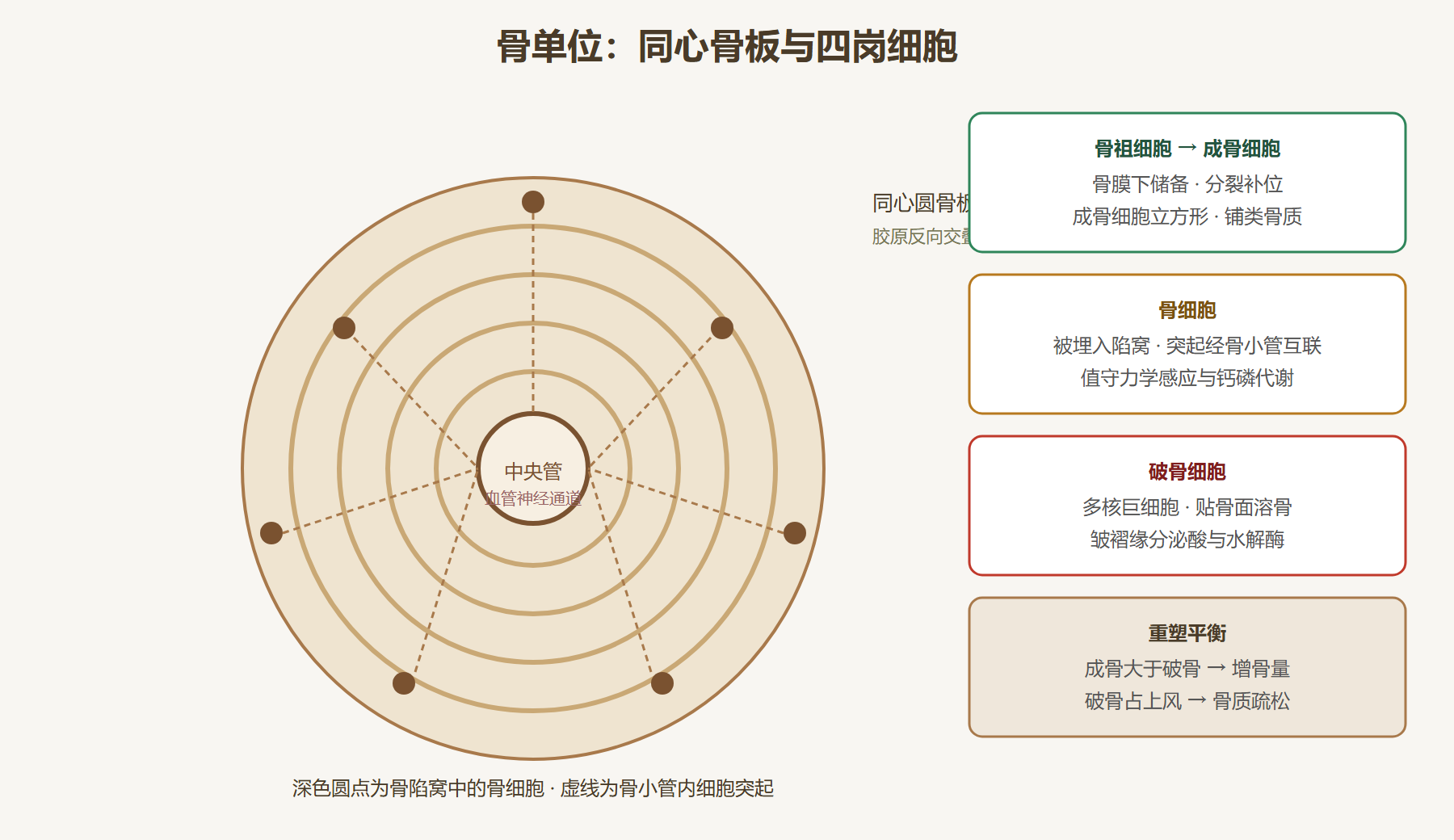 图:骨单位结构与细胞家族