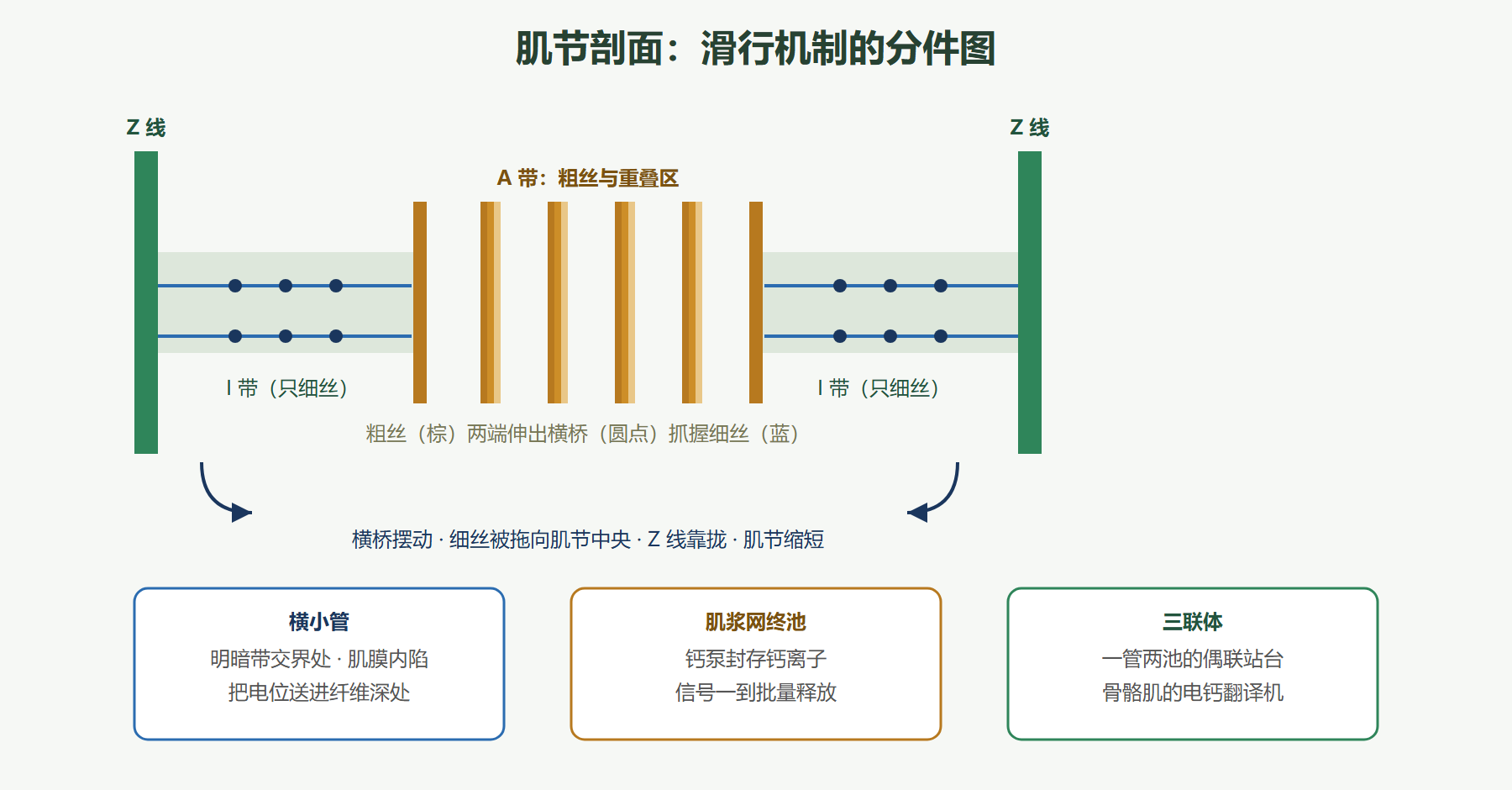 图：肌节结构与滑行机制