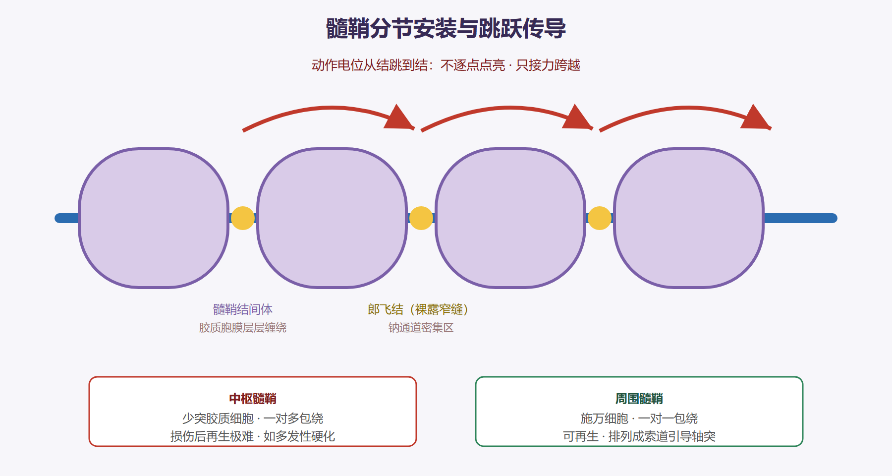 图:有髓纤维与郎飞结跳跃传导