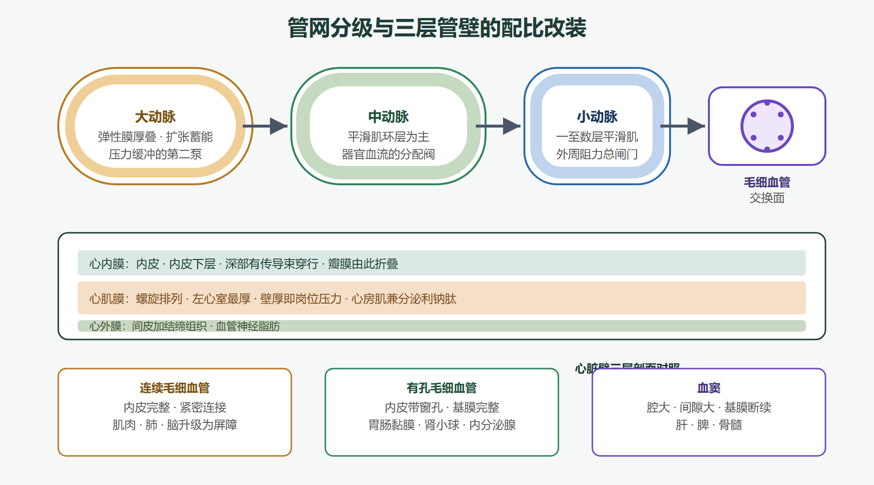 图：血管分级改装与泵站壁构造