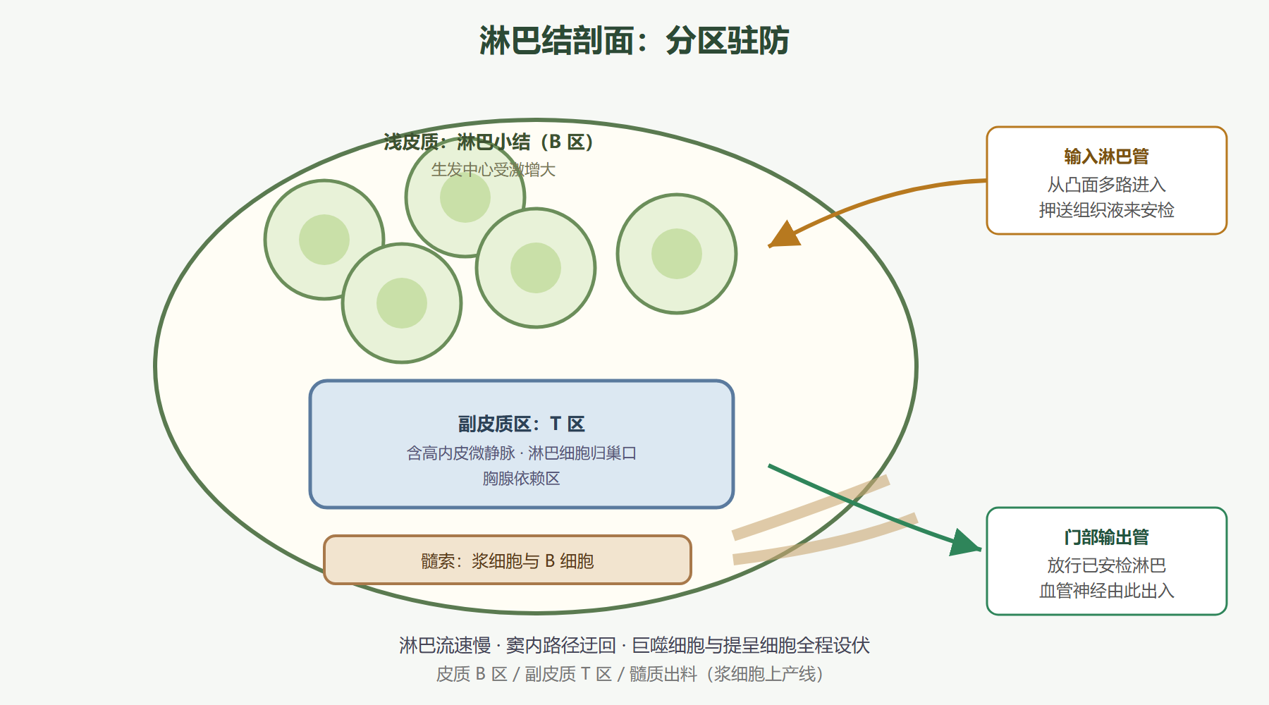 图:淋巴结安防哨所剖面