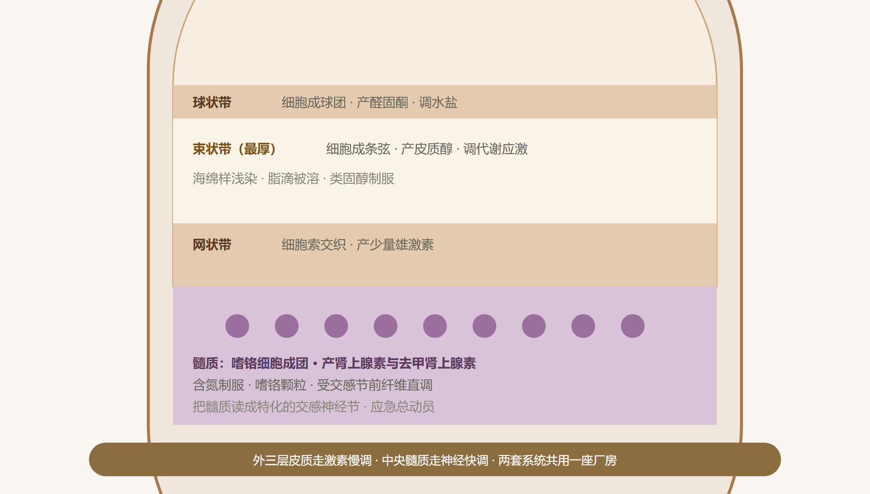 图：肾上腺分层联合厂