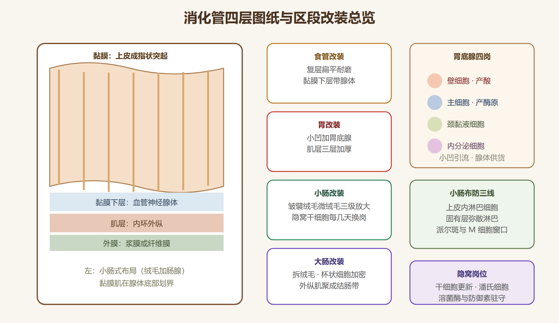 图:消化管四层图纸与区段改装