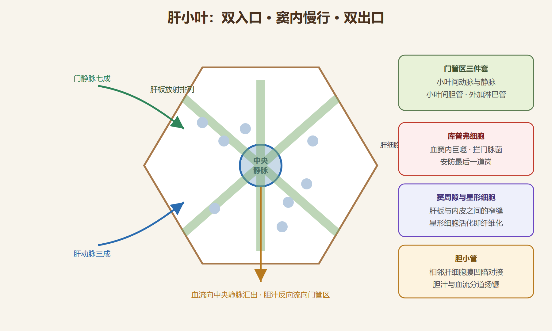 图:肝小叶六棱柱构造与三通路