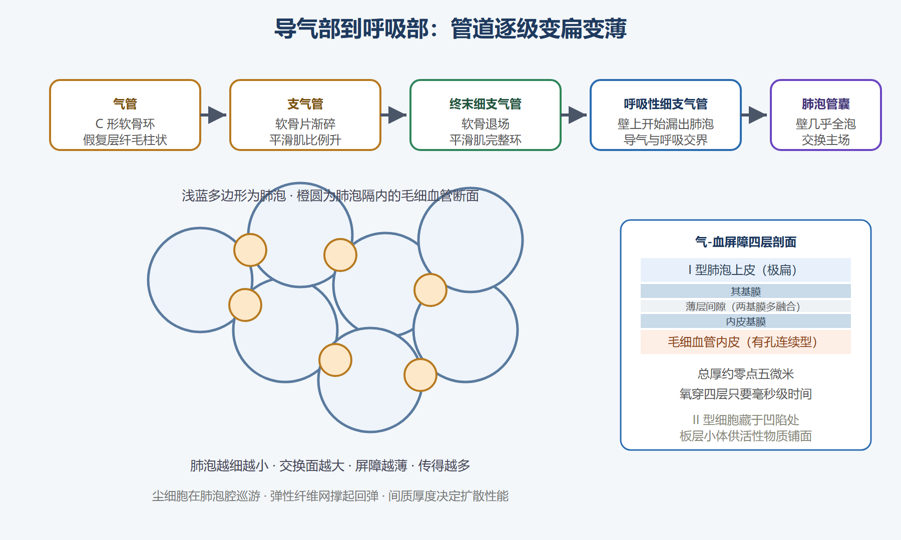 图：呼吸部结构演变与气血屏障