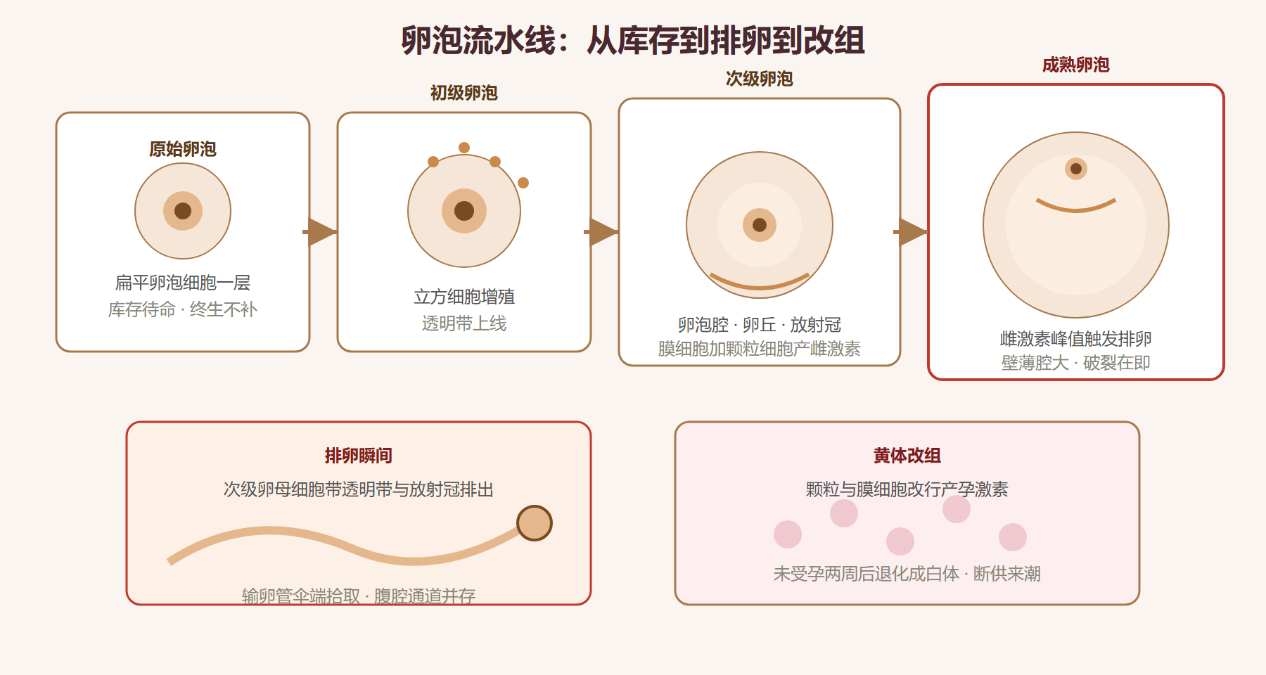 图：卵泡发育四阶段与黄体改组