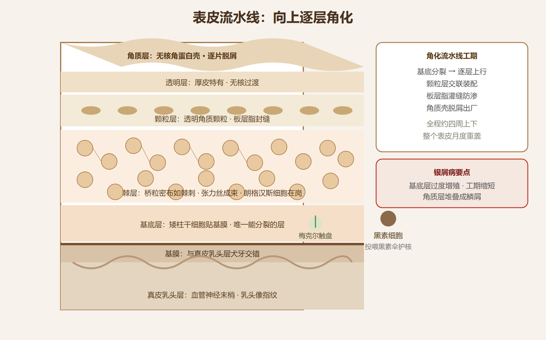 图:表皮五层流水线与四位技师
