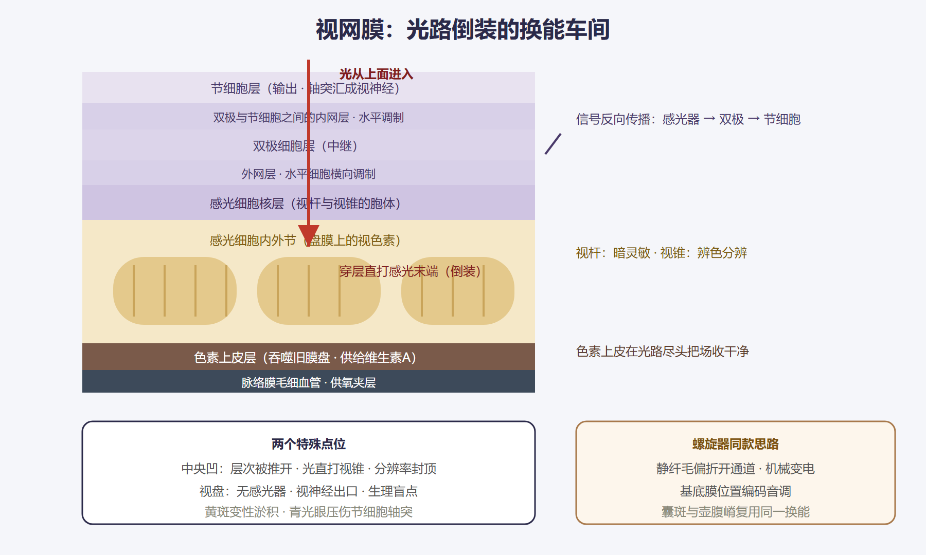 图：视网膜细胞层次与光路倒装