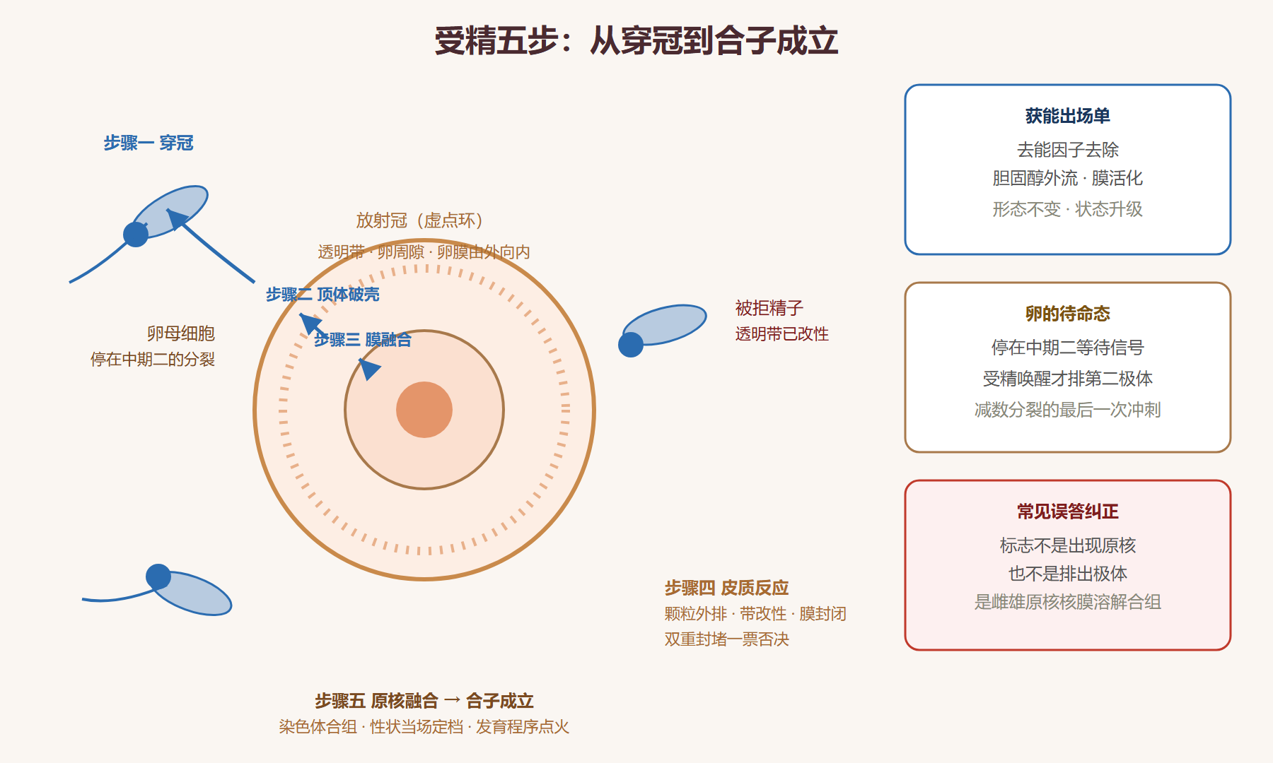 图：受精五步工序与双重封堵