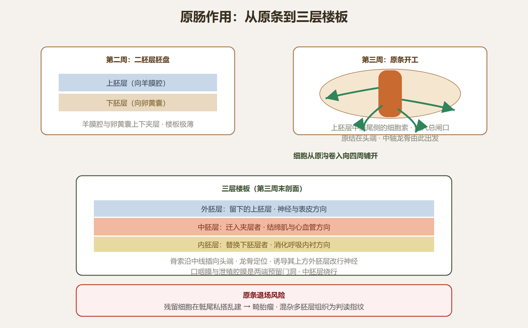 图：原条迁入与三层胚盘成型