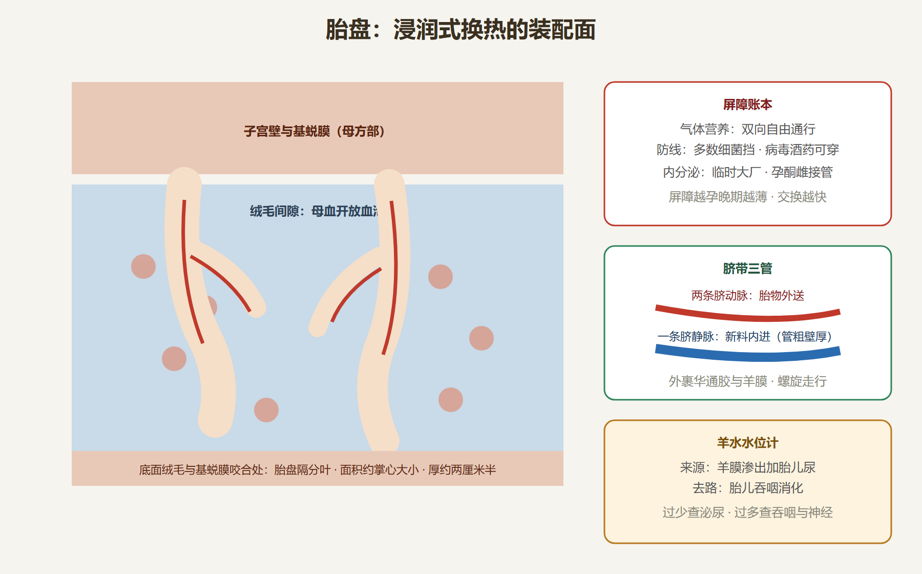 图:胎盘绒毛浸润式换热与屏障演变