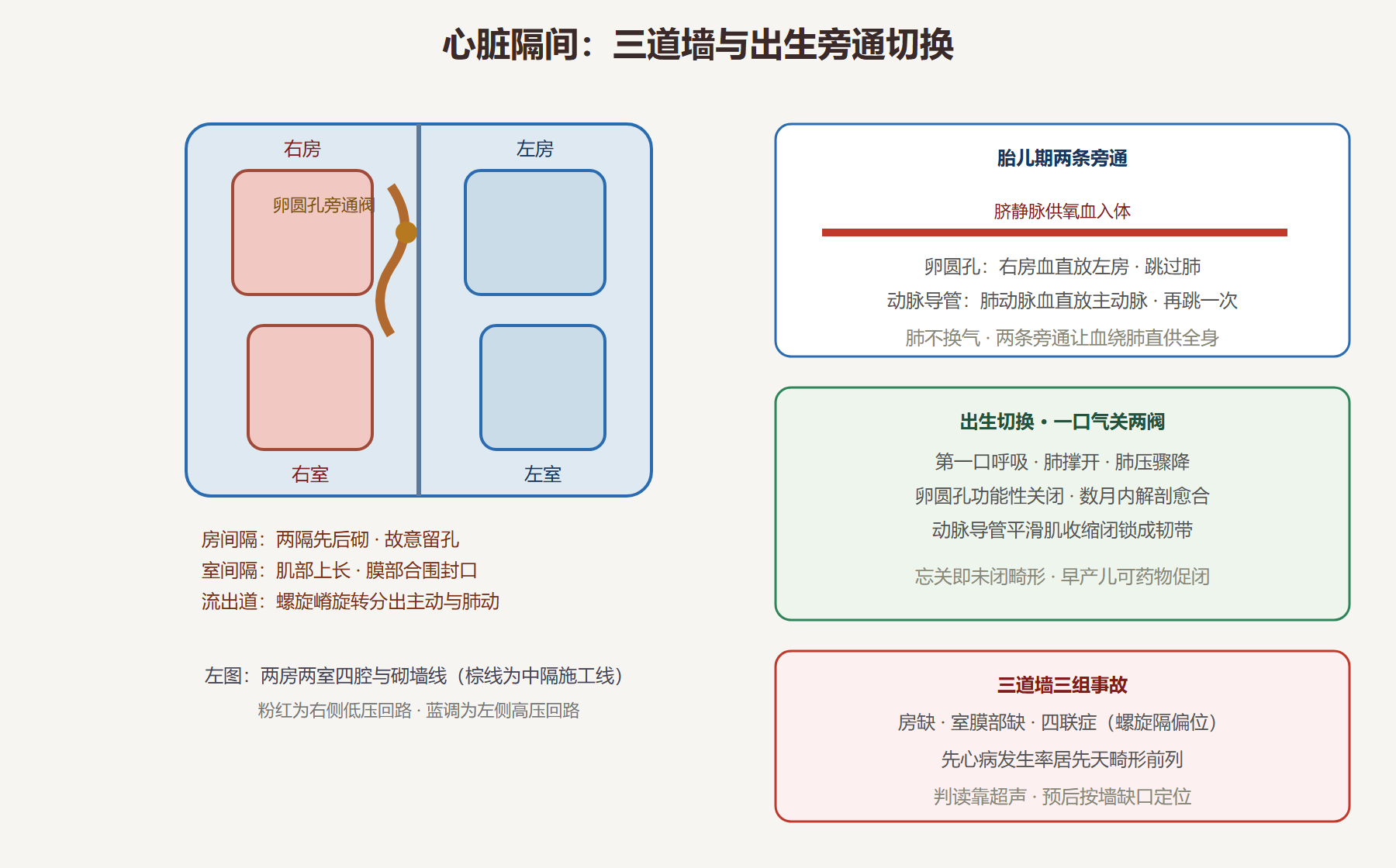 图:心脏分隔三道墙与出生切换