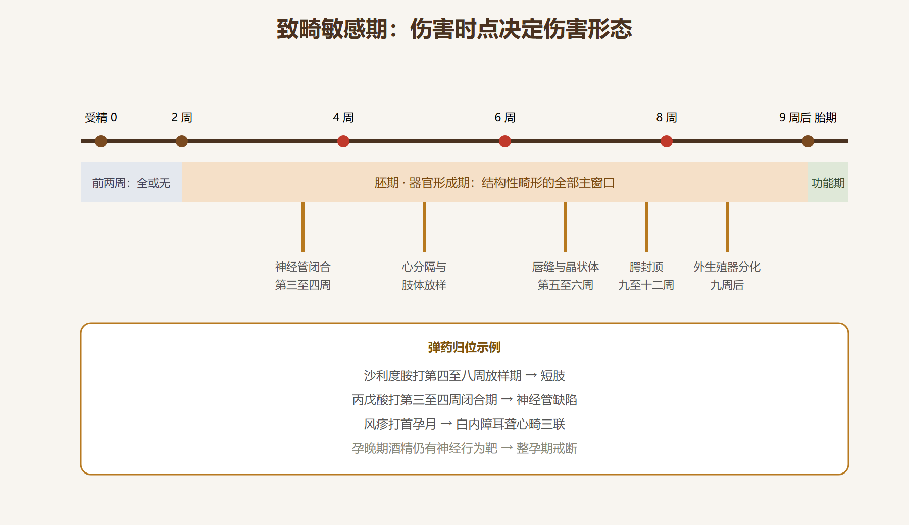 图:致畸敏感期时间轴
