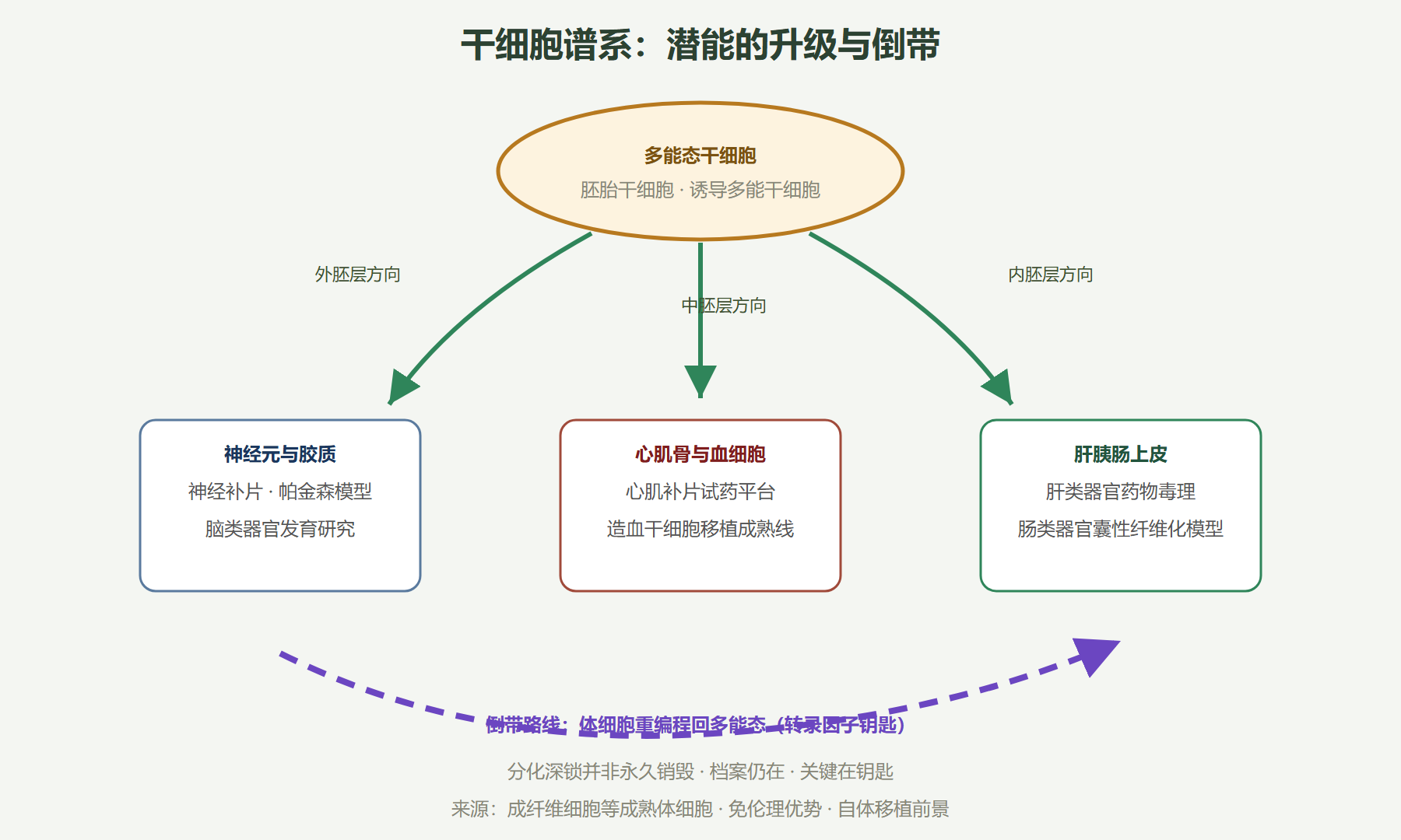 图:干细胞谱系与两条技术路线