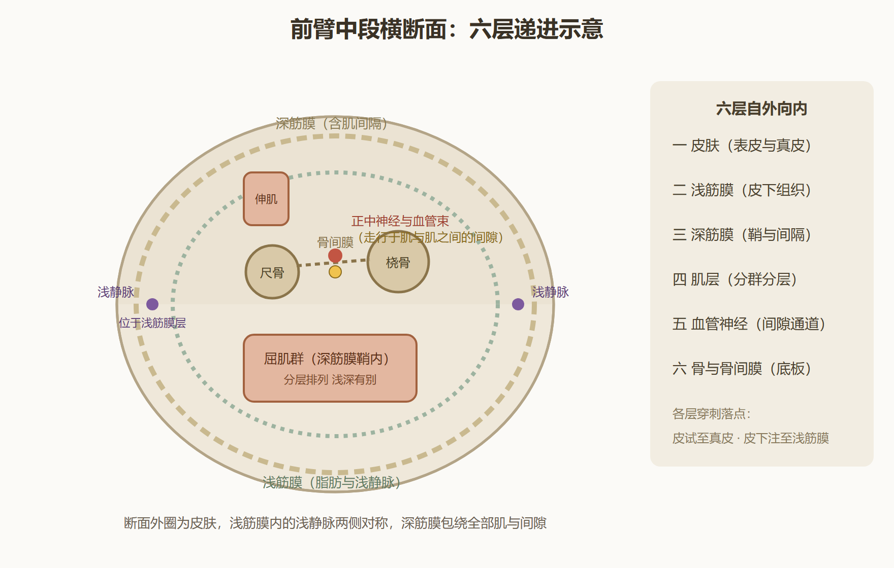 图 1-2：前臂中段的六层剖面（横断视角）