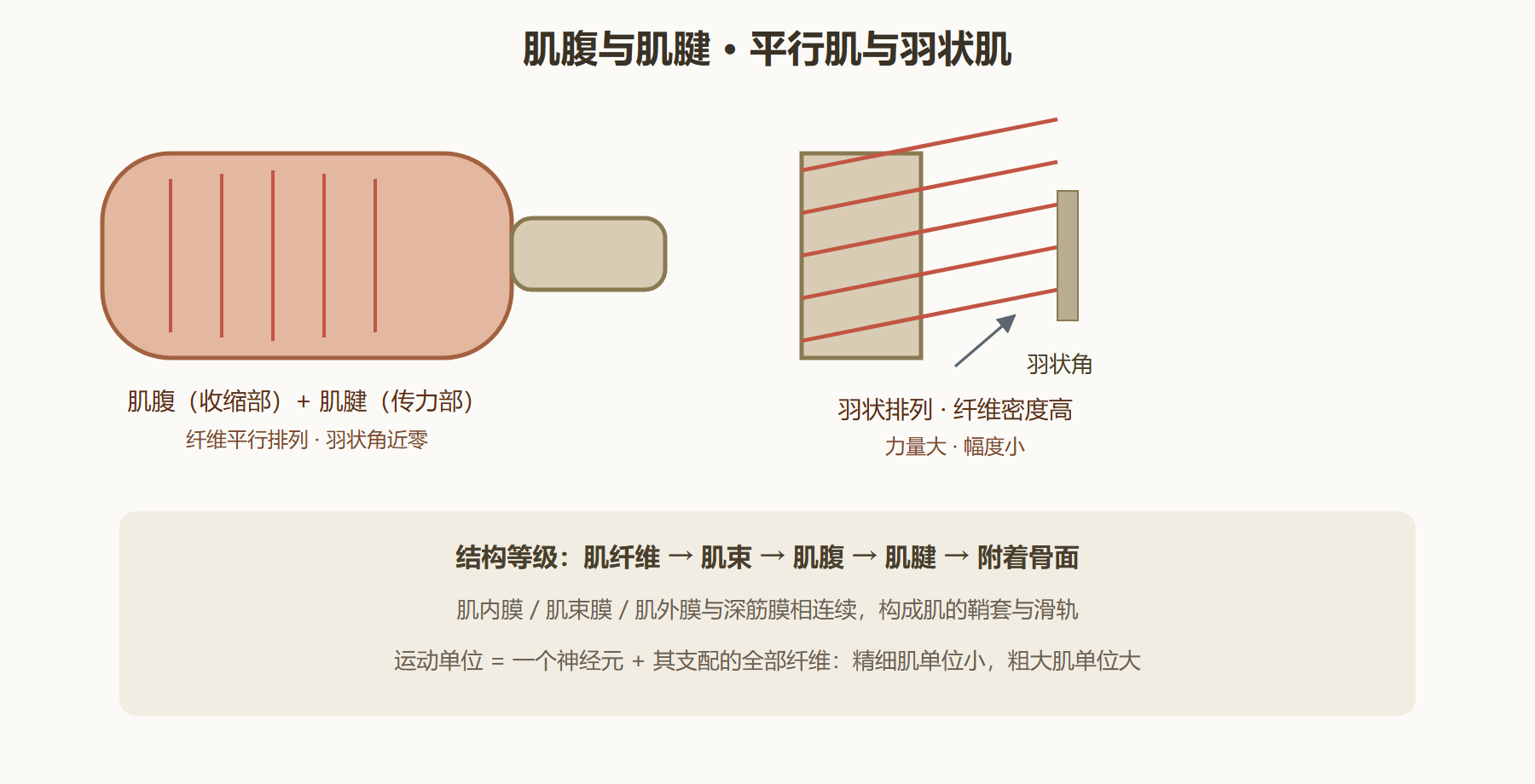图 2-1：肌的构造与羽状排列对比