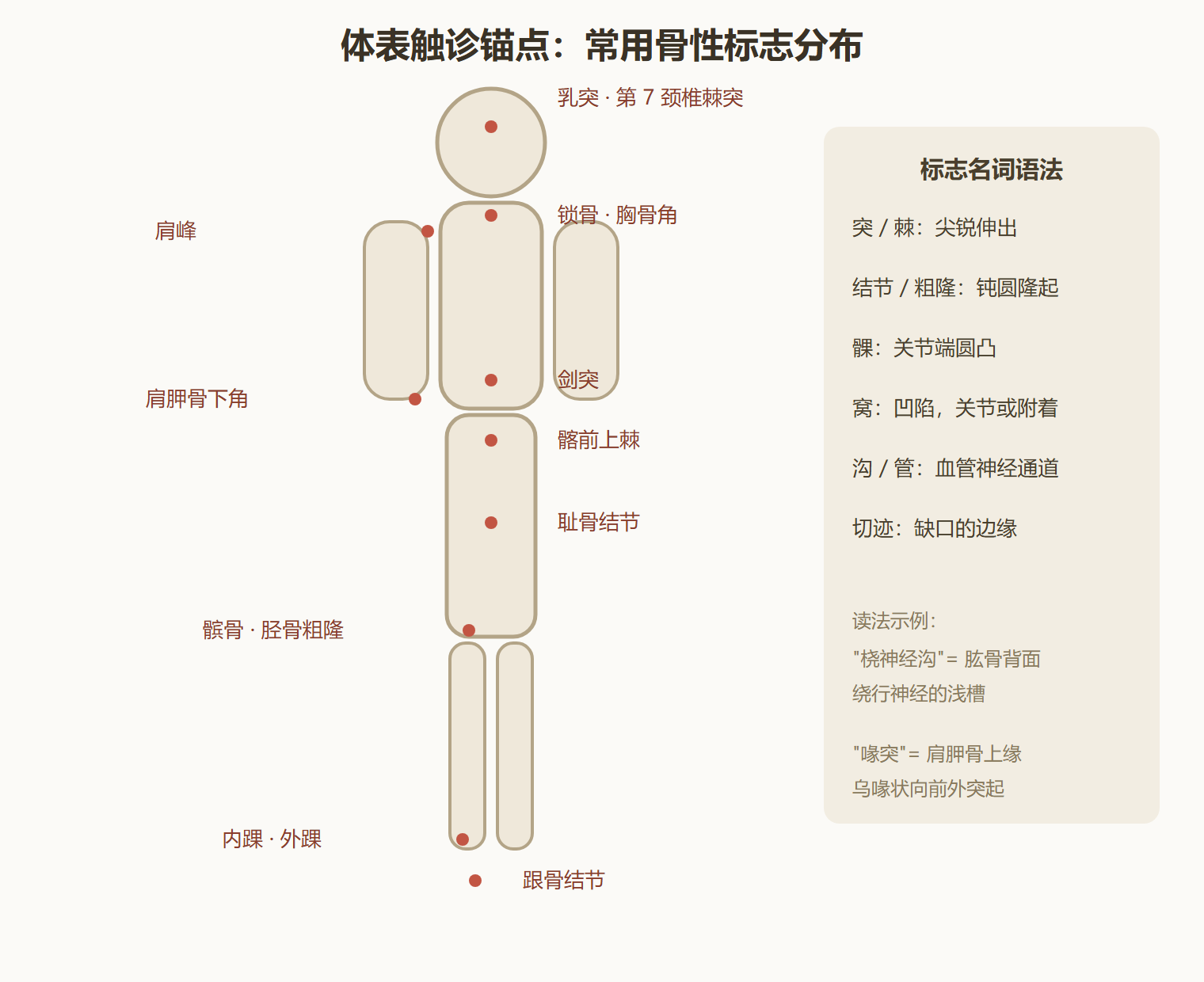 图 2-2:体表触诊锚点(骨性标志速览)