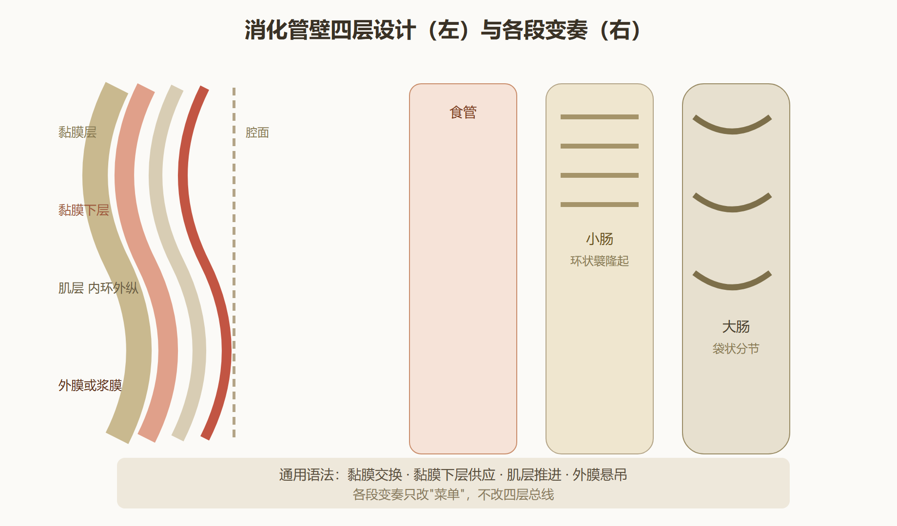 图 3-1：消化管壁四层与各段变奏