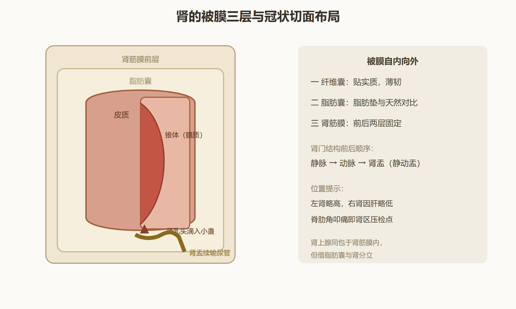 图 3-3：肾的被膜与冠向内部布局