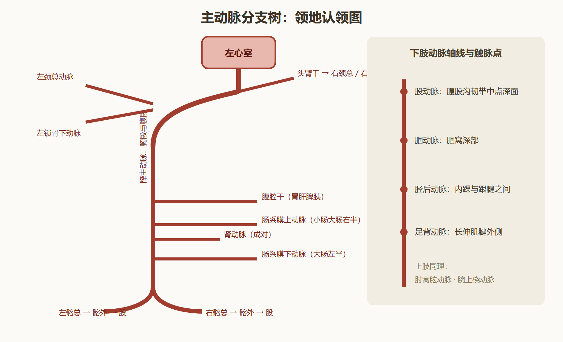 图 4-1：主动脉分支树与供血领地
