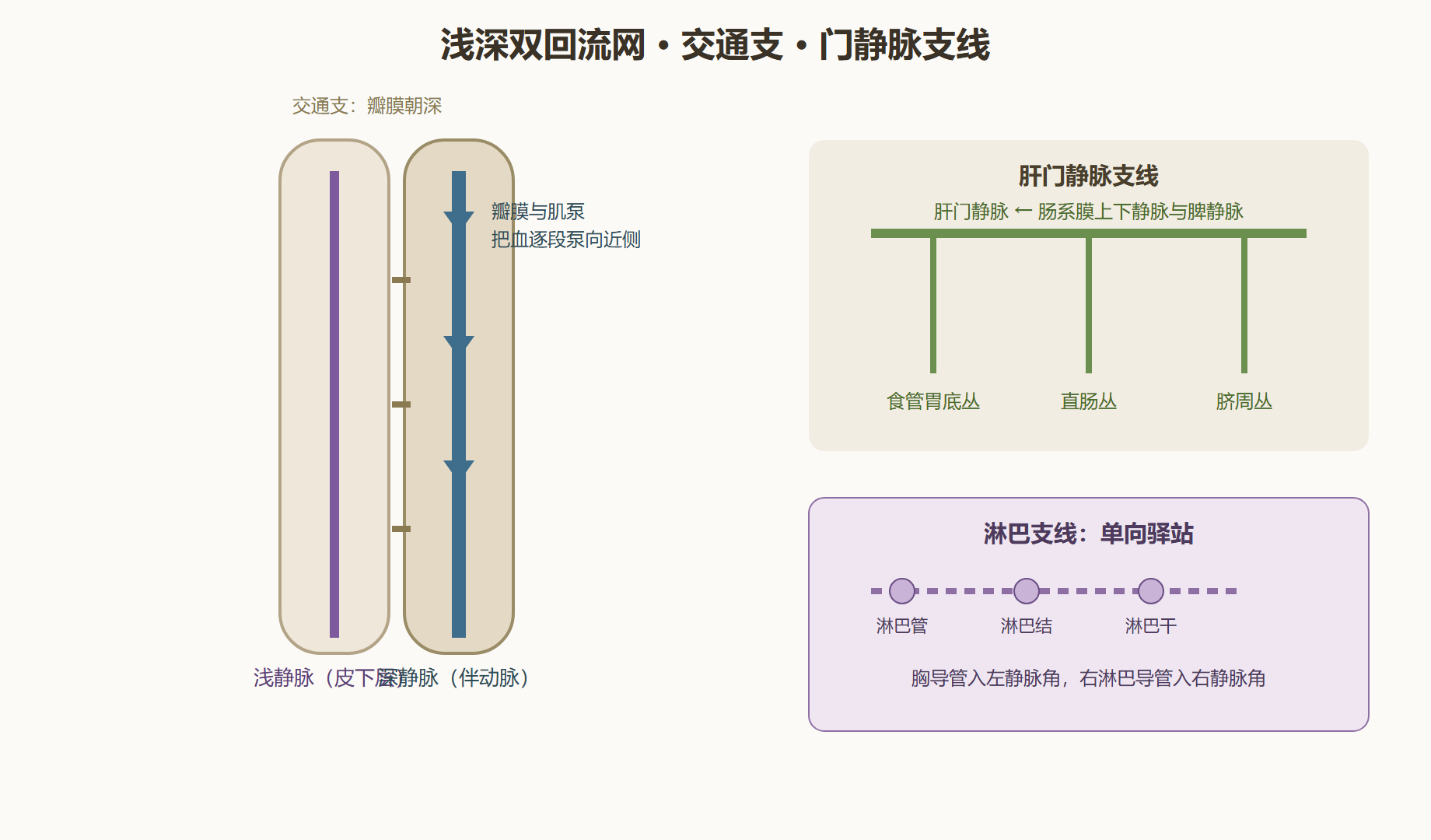 图 4-2：浅深双回流网与门静脉支线