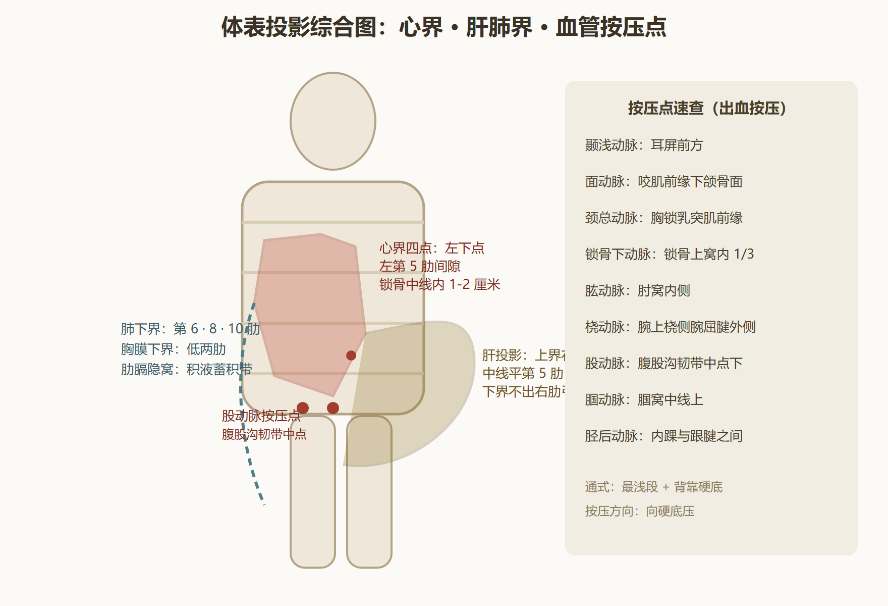 图 4-3:胸腹壁投影综合图(前面观)