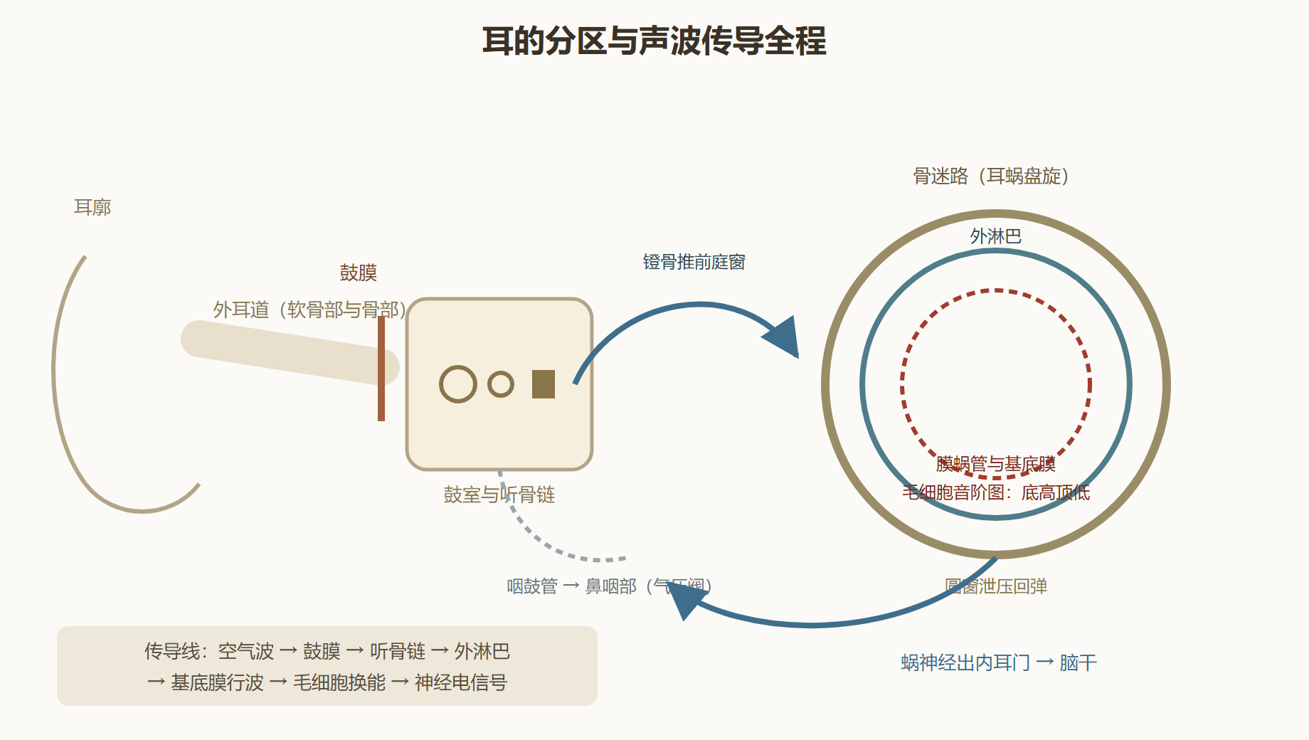 图 5-2:耳三区剖面与声波传导线