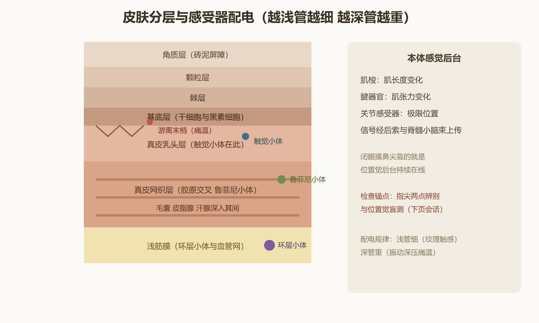 图 5-3：皮肤五层与感受器配电